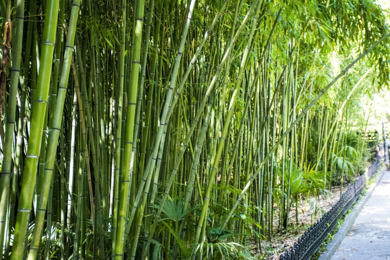 Bamboo Extermination