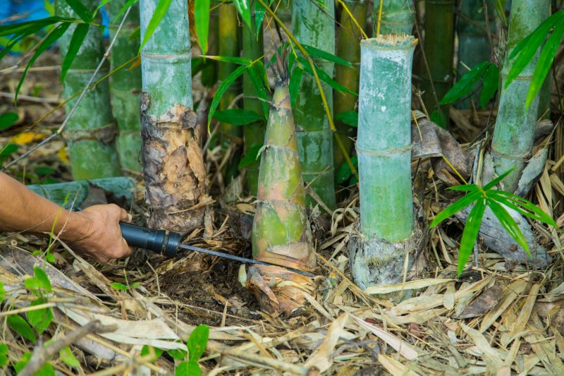 Bamboo Extermination