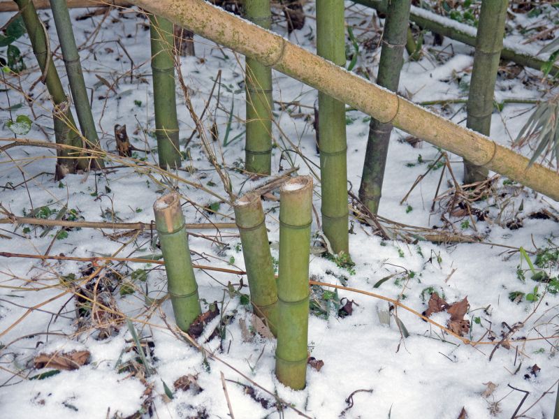 Bamboo Extermination