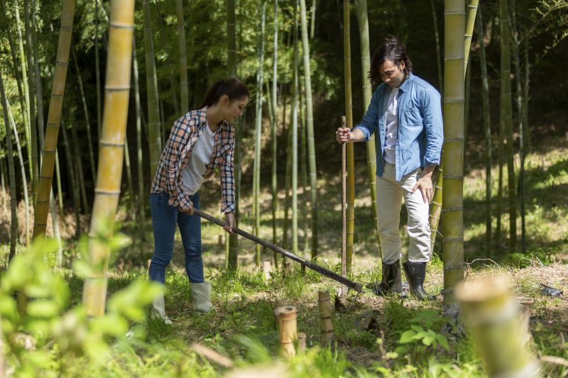 Bamboo Extermination