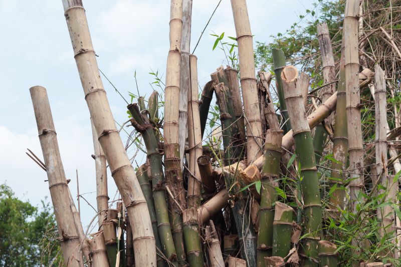 Bamboo Extermination