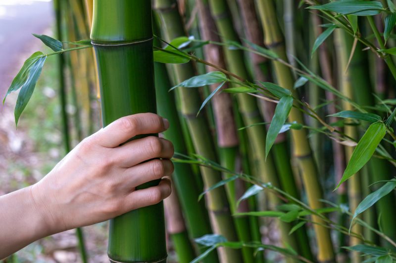 Bamboo Extermination