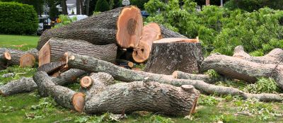 Hickory Tree Removal in Reno, NV