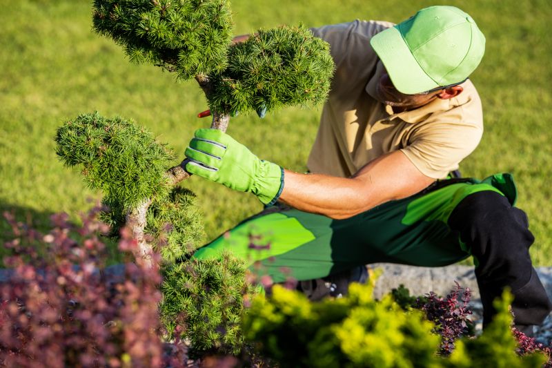 Landscaper Working on Shrubs