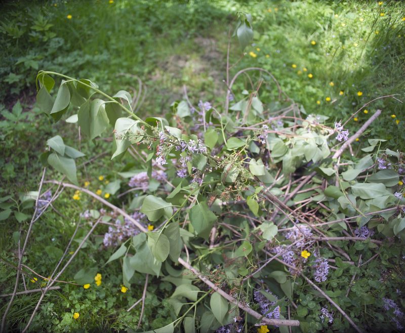 Shrubs Removal