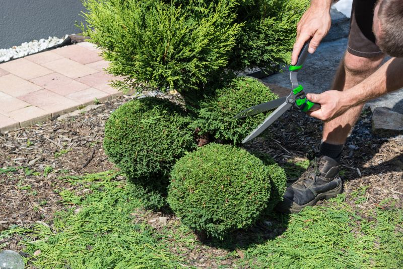 Shrubs Removal