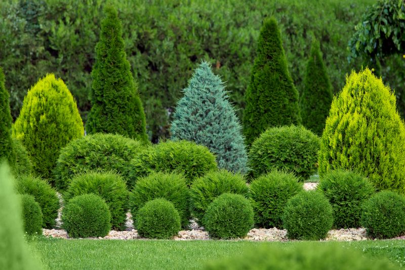 Shrubs Removal